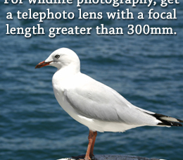 A Guide for Buying a Telephoto Lens