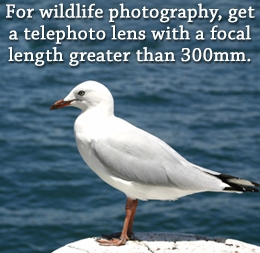 A Guide for Buying a Telephoto Lens