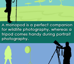 Monopod Vs. Tripod: When to Use Them?