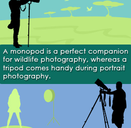 Monopod Vs. Tripod: When to Use Them?
